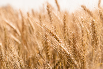Golden ripe cereal, background, close-up
