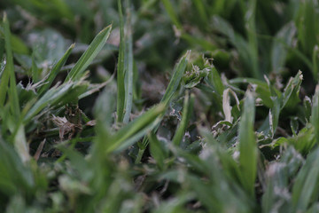 dew on grass