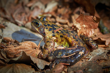 Closeup of frog in the forest, on leaves