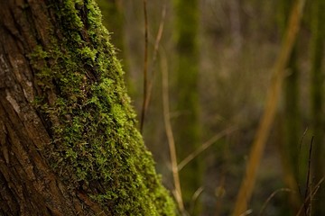 Green Moss Growing on a tree