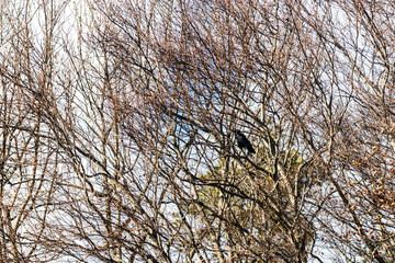 schwarzer Vogel im Baum