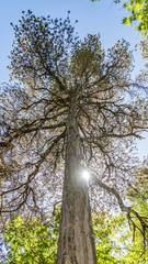 Sunshine goes thru pine trees` branches, Cyprus.