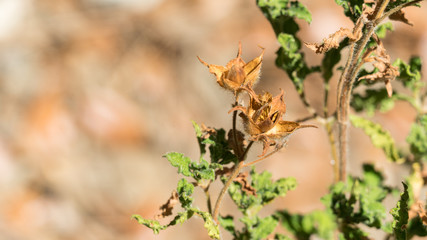 Close up of dried plant in the forest of Cyprus.