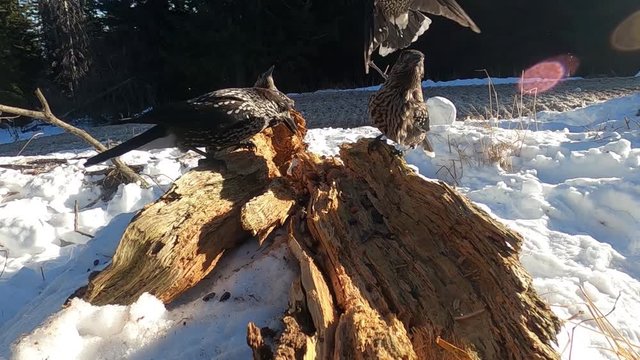 Spotted Nutcracker (Nucifraga caryocatactes) in winter forest.