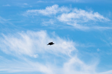 Vogel am Himmel mit weissen Wolken