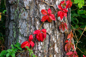 Wild wine, colored autumn red, across the bark of a tree.