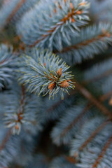 Naklejka na ściany i meble Small cones grow on the blue spruce.