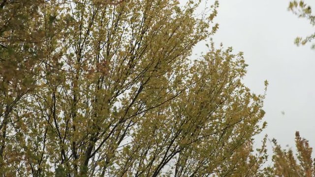 Treetops in Autumn on a Strong Windy Day. 4K