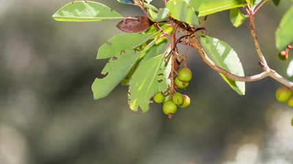 Fototapeta premium Branch with green fruits of Strawberry tree (Arbutus unedo), Cyprus.