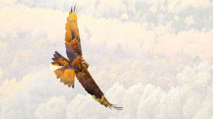 Abstract nature and birds. Double exposure effect. Nature background.
