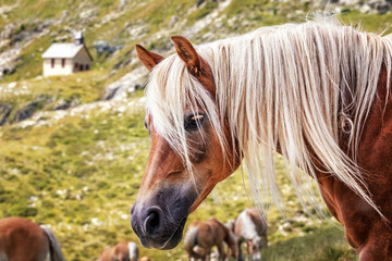 Haflinger horses on alpine pasture near Merano in South Tyrol, Italy
