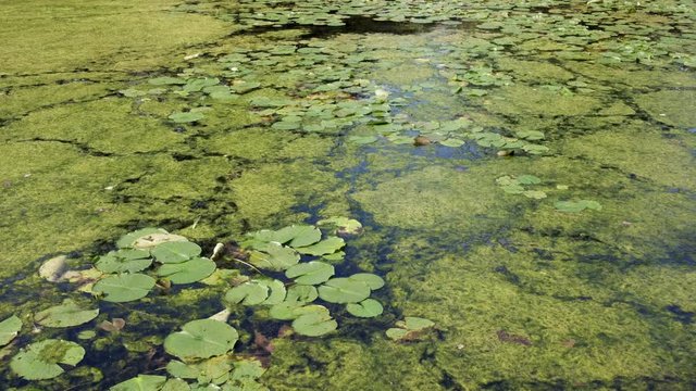 Pond with Nenuphar and Algae in Summer. Close Up. 4K