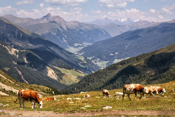 Obraz premium Cattle of the breed Fleckvieh in the Alps near Merano in South Tyrol, Italy