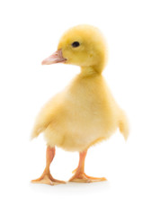 Cute little duckling