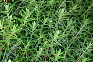 Background and texture of green natural plants, succulent variety, with small green leaves in the form of elongated drops. Natural lighting.