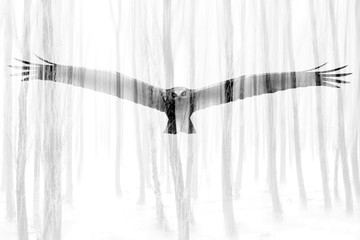 Abstract nature and birds. Double exposure effect. Nature background.