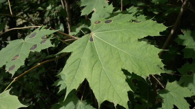 Close Up of Sick Maple Leaf, Dark Spots in Summer. 4K