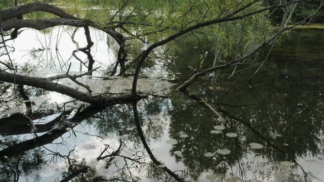 Pond with Nenuphar and Algae in Summer.  Tree Branch Through Water. Sky Reflection. Pan View. 4K