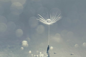 On a blurry blue  background, a dandelion fluff with a drop of water and bokeh. Selective focus. Macro photography.