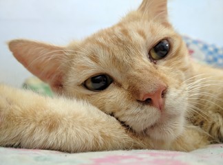 Orange Mixed Domestic Indonesian Cat