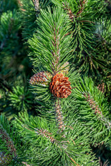 Pine tree branch with cones.