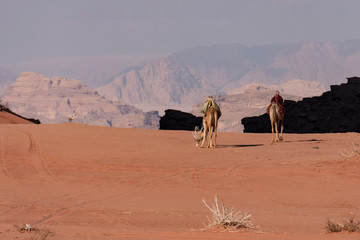 Campo de nomadas Beduinos con camellos. Wadi Rum, Jordania