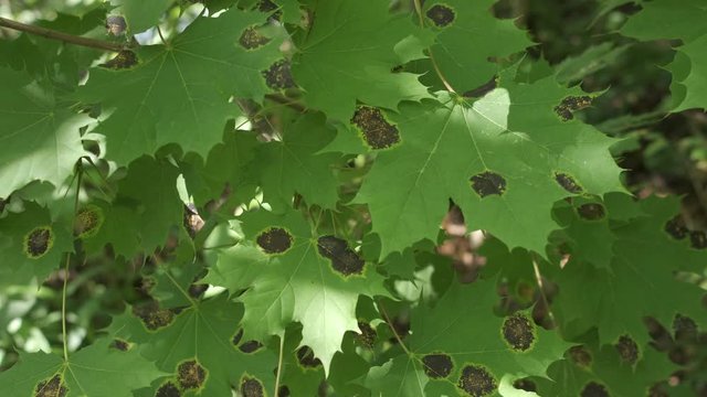 Close Up of Maple Branch with Sick Leaves, Dark Spots in Summer. 4K