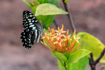A colorful exotic insect Papilio demodocus, citrus swallowtail or Christmas butterfly on the pale red yellow flower in the nature habitat in Guinea, Africa.