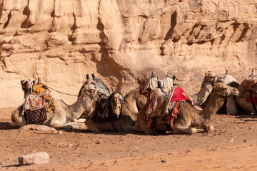 Campo de nomadas Beduinos con camellos. Wadi Rum, Jordania