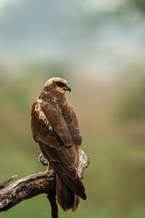 western marsh harrier or Circus aeruginosus a large harrier portrait perched with green background at keoladeo national park or bird sanctuary, bharatpur, rajasthan, india