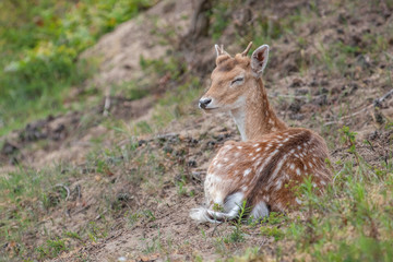 Young white tailed deer