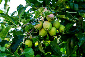 Pink ripe apples in the garden with bright sun. Bright red apples with sunlight. Organic apples hanging from a tree branch in an apple orchard.