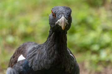 Male capercaillie, Tetrao urogallus, in lek site situating in pine in bavarian forest.