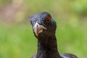 Male capercaillie, Tetrao urogallus, in lek site situating in pine in bavarian forest.