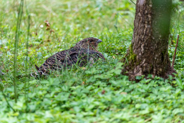 Female capercaillie, Tetrao urogallus, in lek site situating in pine in bavarian forest.