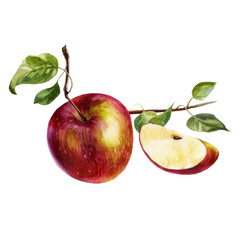 Watercolor illustration. Apple on a branch. Apple tree leaves on a branch, apple slice with a stone.