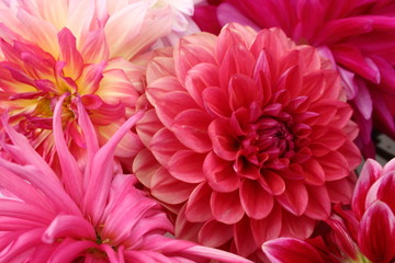 Bouquet of dahlias arranged for viewing and sale