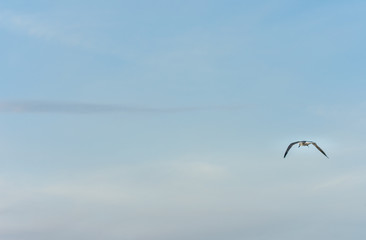 an isolated seagull flies high in the blue sky