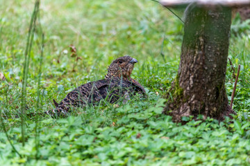 Female capercaillie, Tetrao urogallus, in lek site situating in pine in bavarian forest.