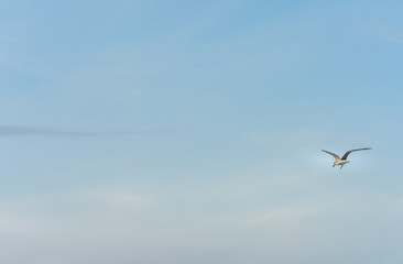 an isolated seagull flies high in the blue sky