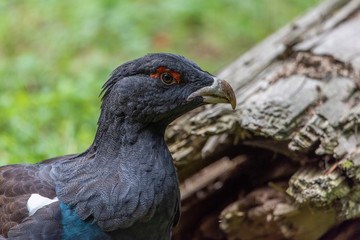 Male capercaillie, Tetrao urogallus, in lek site situating in pine in bavarian forest.
