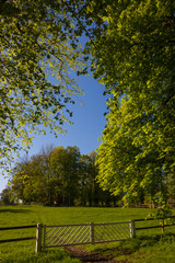 paddock and trees with fresh green spring leaves 