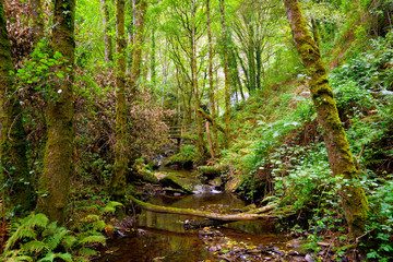 Porteliña river and forest in Seimeira de Vilagoncende, municipality of A Fonsagrada, Lugo, Galicia, Spain