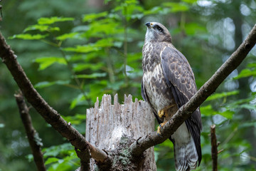 Banner format photo of a Common Buzzard (Buteo buteo)