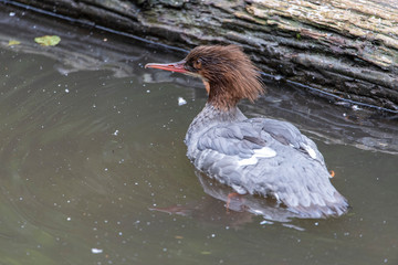 photo of a Beautiful duck in the wild in bavarian forest, germany