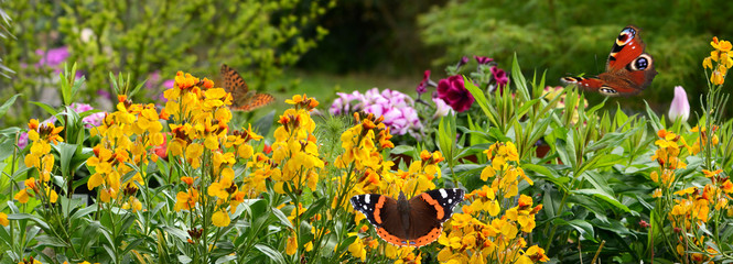 Schmetterling 645 © K.-U. Häßler