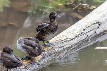 photo of a Beautiful duck in the wild in bavarian forest, germany