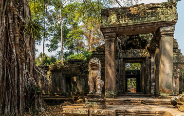 Fototapeta premium Angkor wat jungle in Siem Reap Cambodia.