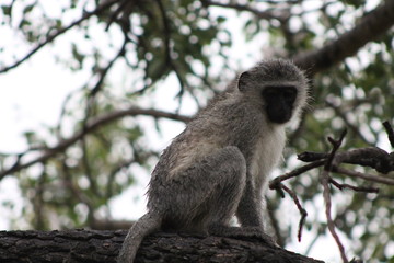 Baby Seeking Mama