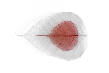 Transparent skeleton leafs with beautiful texture, macro Close up detail of natural leafs skeletons against a white bright background Bright expressive artistic image nature Dry leafs texture.